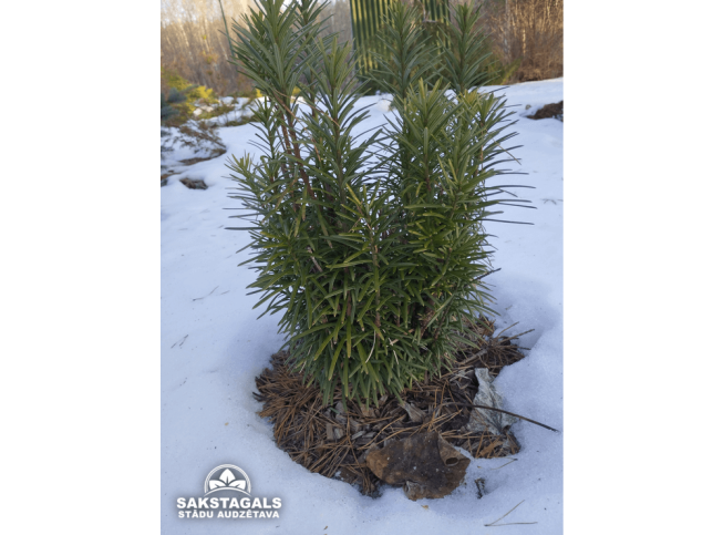 Cephalotaxus harringtonia   'Fastigiata'